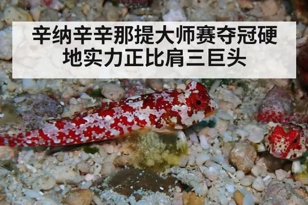 辛纳辛辛那提大师赛夺冠硬地实力正比肩三巨头